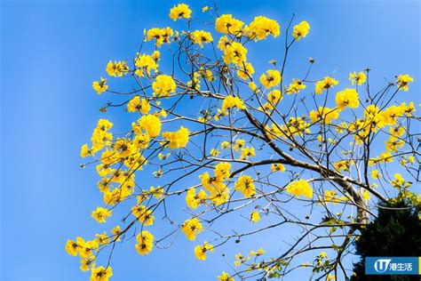 黃鐘花風水|香港賞花攻略｜四季花期全年開花時間表及賞花地點 逾30品種免 